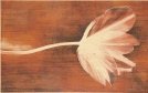 Prada /preda Kwiat A Marrone/beige Dekor 40x25