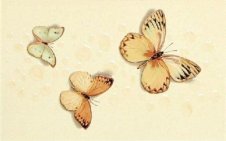 Zdjęcie Polcolorit Havana 3 Motyle Giallo Dekor 40x25