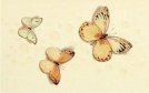 Polcolorit Havana 3 Motyle Giallo Dekor 40x25