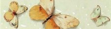Zdjęcie Polcolorit Havana Motyle Verde Listwa 5x25