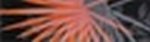 Polcolorit Styl Palma A Nero/red Wstawka 8x5