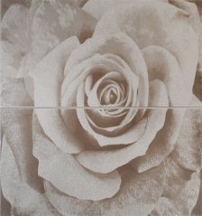 Zdjęcie Polcolorit Dream Beige Róża Kpl 30x60