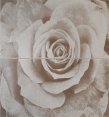 Polcolorit Dream Beige Róża Kpl 30x60